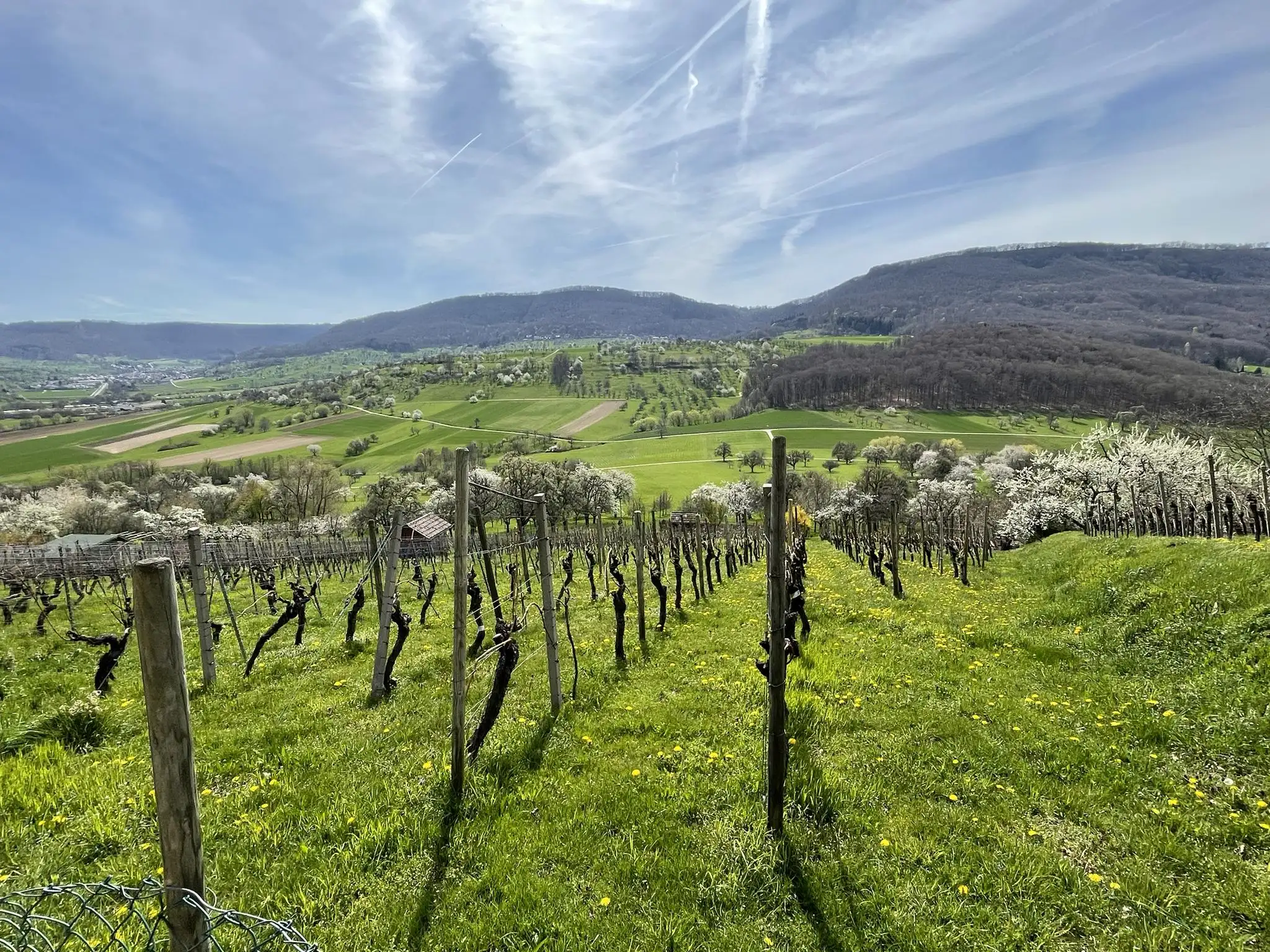 Limburg 29 1UhOwU Drukkerij in